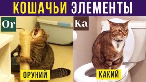 Кошачьи элементы - КАКИЙ, КУСИЙ, ОРУНИЙ)) Приколы с котами