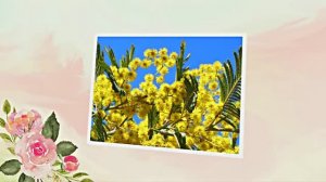 Весна! Мимозы для моей очаровательной ЗАНОЗЫ 1! Киностудия Мудрого Кота Тимофея!