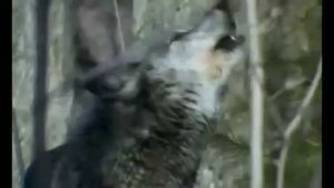 Иван Кучин-Человек в телогрейке