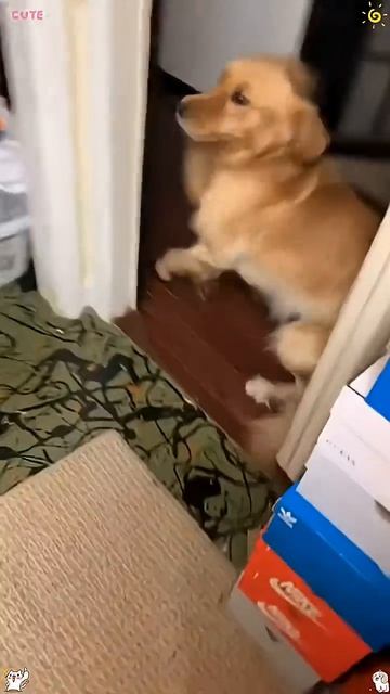 Cat 🐱 ang dog 🐶