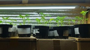 Последний день марта.Рассада томатов растёт,закаляется.