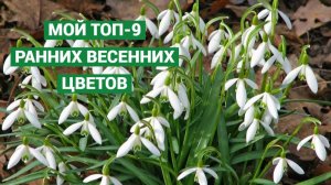 Апрельские первоцветы. Топ-9