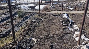 Сады Сибири .Весна 31 марта .