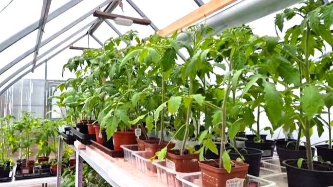 Лес из томатов. Пора пересаживать в летнюю теплицу