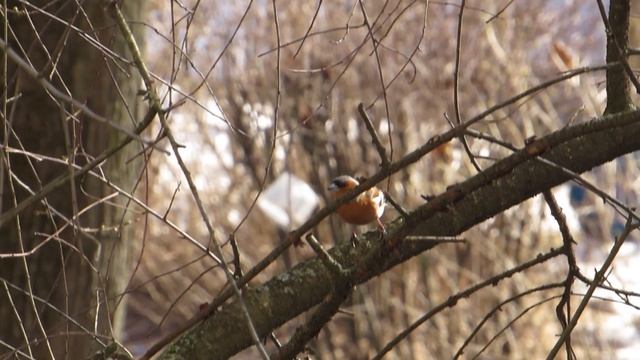 В Москву после зимы прилетели первые зяблики
