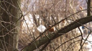 В Москву после зимы прилетели первые зяблики