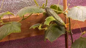 ГОРШКИ ДЛЯ ОГУРЦОВ.