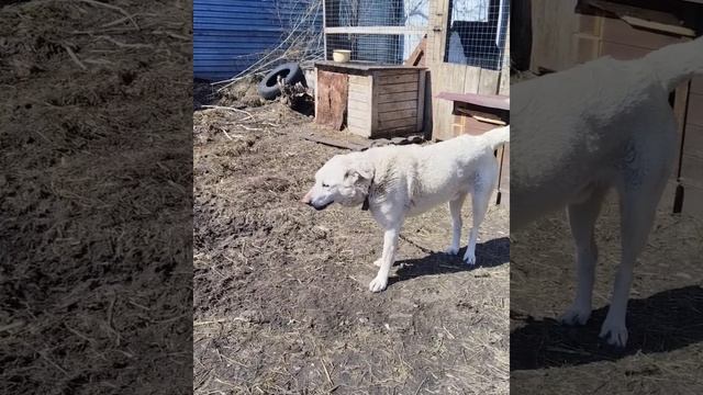 ✨ 31.03.2026  Тёплый денёк Приюта