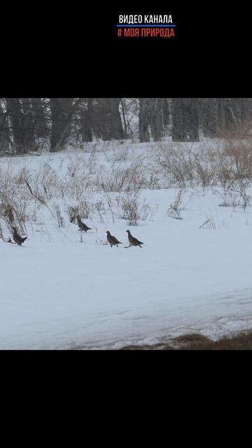 Куропатки - самые смешные птицы степи