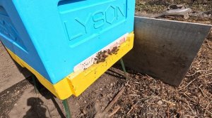 Пчёлы 2026-03-30 - часть 11