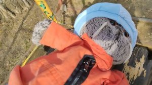 гуляем с басиками