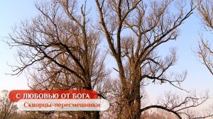 Скворцы-пересмешники | С любовью от Бога