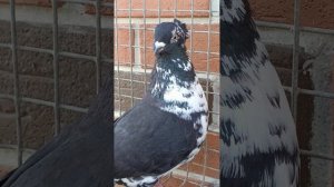 серозобые чубатые, обращайтесь..