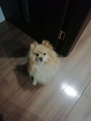 Играю в состав своей собакой