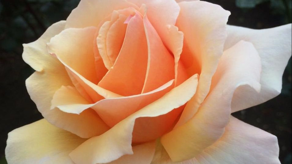 Роза Louis de Funes , Луи де Фюнес, Франция, 1987год.