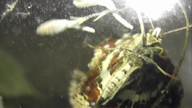 ИНСЕКТАРИЙ: 453. Пестрокрыльница Изменчивая (Araschnia Levana)