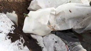 2323.  ВПЛ.Мой озимый чеснок зимовал в прикопе!