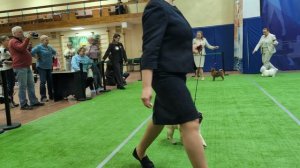 Бест отдельной 9 группы
Выставка собак ЧРКФ «ВЕСЕННИЕ ВСТРЕЧИ» 
ПЦ " СЕВЕРНАЯ ИМПЕРИЯ "👍