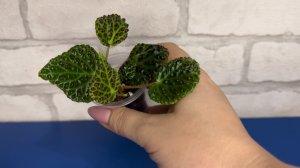 Новинки бегоний и хой.