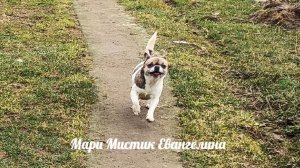 Какая обстановка в Лен. области март 2026 #атаки_беспилотников #нет_интернета #MAX +79215950848