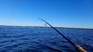 Крупный окунь на "гирлянду". Рыбалка на силиконовые приманки от Ural Baits