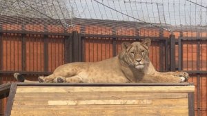 Ленивая принцесса