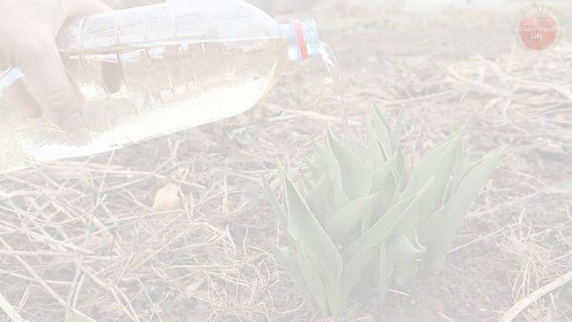 Огород заполнит яркое цветение тюльпанов весной после этой подкормки! Внесите сразу после всходов.