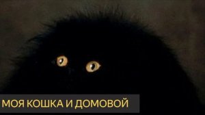 Моя кошка и домовой (Мистическая история, драки)