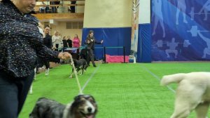Бест ветеранов 
Выставка собак ЧРКФ «ВЕСЕННИЕ ВСТРЕЧИ» 
ПЦ " СЕВЕРНАЯ ИМПЕРИЯ "👍