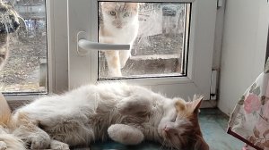 Я сплю и пусть весь мир подождёт.