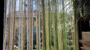 Сегодня штору на веранду вешаем, а гардину из бамбуковой палки сделали.