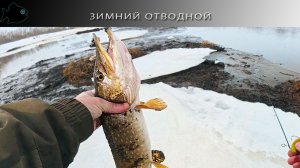 поход на Юрас с отводным поводком