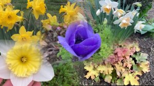 Жизнь в Адыгее/ Цветут нарциссы/Сорняк атакует/ Он его не признает/ Опять поломка/