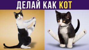 Делай как кот))) Приколы с котами