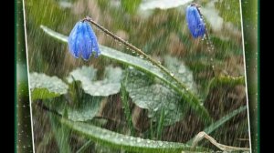 ЗА ОКНОМ ВЕСЕННИЕ ДОЖДИ НАПЕВАЮТ ПРО ЛЮБОВЬ.КАЙ МЕТОВ