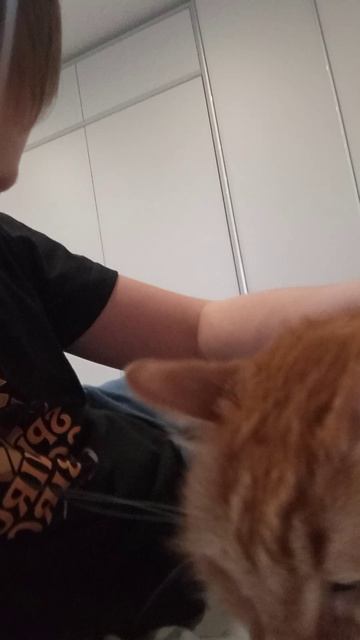 обзор на кота