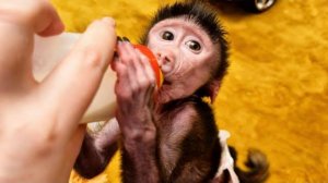 Ну наконец-то МЫ УГОВОРИЛИ ПОКУШАТЬ Николь, малышка ТАК ПРОГОЛОДАЛАСЬ, что кушала ВЗАХЛЕБ!