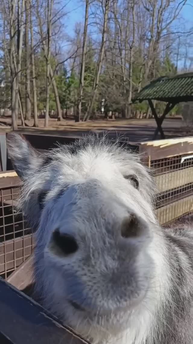 Звуки природы