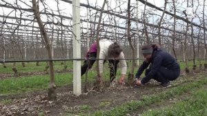 Весенние работы в садах КЧР