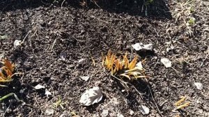 ЕЛЕНА КАРПУК сл. ТАТЬЯНА САМАЛЬ. **ЦЕНА БОЛЬШАЯ У ДОБРА**ШИКАРНО., ВОСХИТИТЕЛЬНО. КРАСИВО....