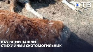 В Бурятии нашли стихийный скотомогильник. Возле села Новая Брань гниют 10 туш коров