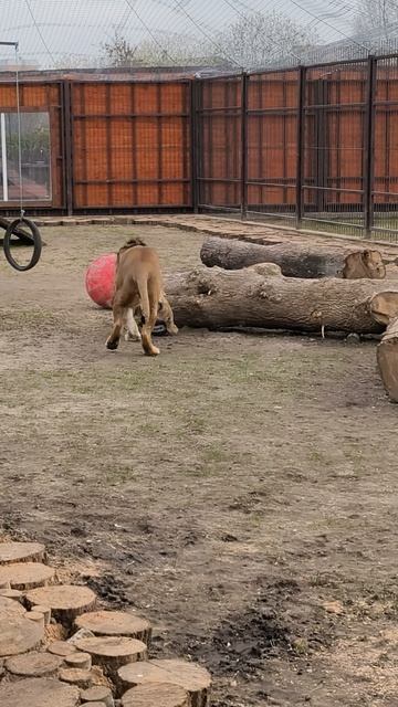 Не тот мячик смотреть онлайн