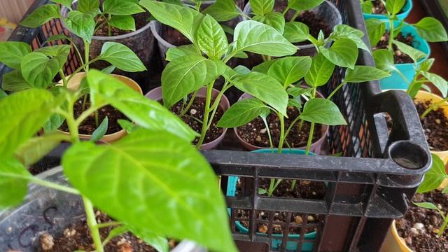 Нет корней у рассады, плохо растёт- Меняй технологию полива.