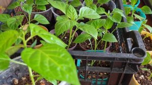 Нет корней у рассады, плохо растёт- Меняй технологию полива.