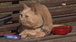 Оставленный в московском аэропорту кот Барсик переживает сильный стресс