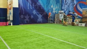 Бест 5 группы
Выставка собак ЧРКФ «ВЕСЕННИЕ ВСТРЕЧИ» 
ПЦ " СЕВЕРНАЯ ИМПЕРИЯ "👍