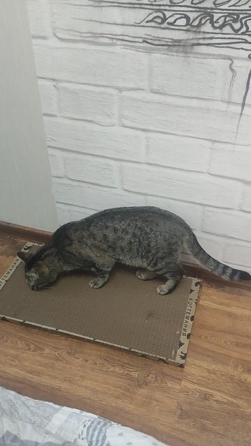 Когтеточка - очень необходимая штука для котяры!❤️