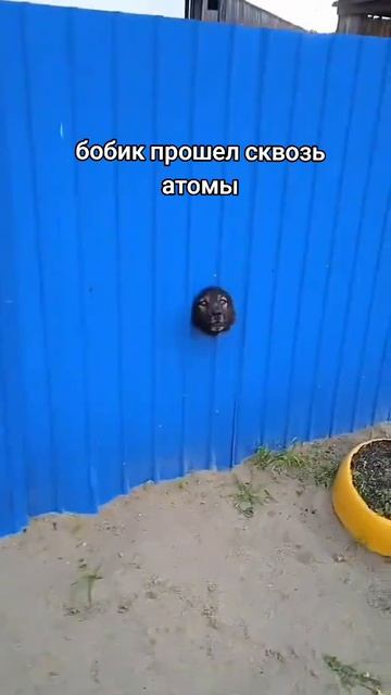 Собака прошла сквозь атомы...