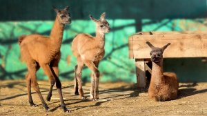 Малыши ламята разошлись по мамкам! Злая лама Роза успокоилась! ЖУРАВЛИ ПРИЛЕТЕЛИ! Быть теплу!