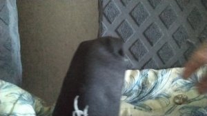 ПОЮЩИЙ НОСОК